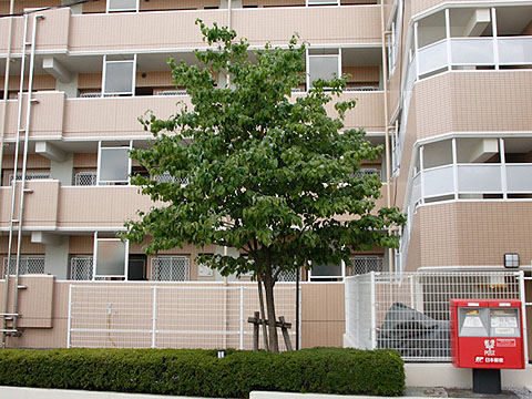 その他共用部 外観3