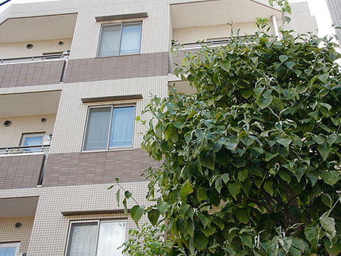 その他共用部　外観2