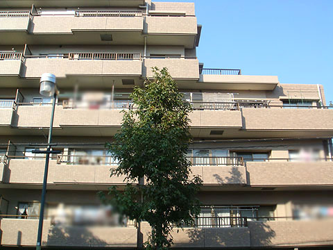 現地外観写真　建物外観〔南側〕