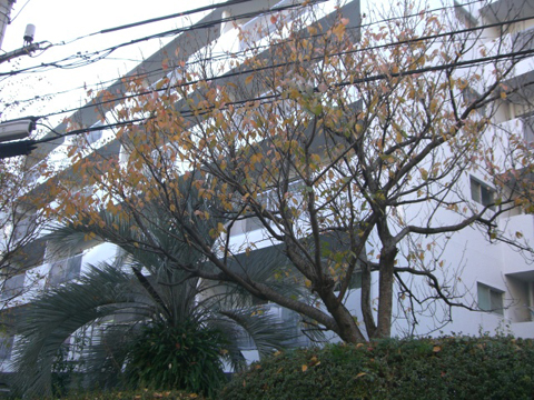 その他共用部 外観4