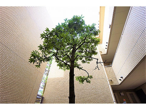 その他共用部　敷地中央の植栽