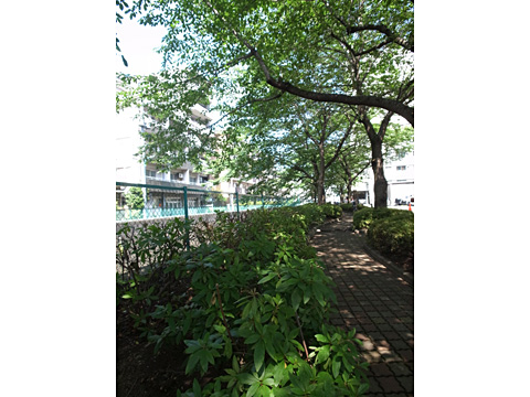 駐車場 駐車場スペース北側先「妙正寺川」沿いの遊歩道2