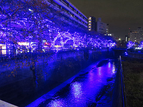 その他共用部 目黒川(約300m)イルミネーション期間:平成