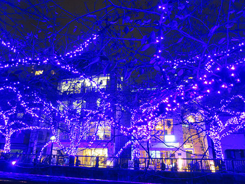 その他共用部 目黒川(約300m)イルミネーション期間:平成