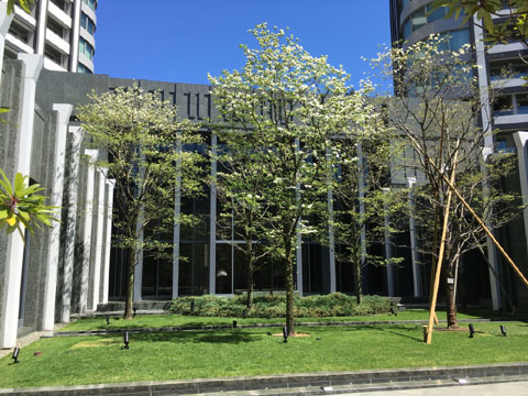 現地土地写真 エントランス横コート