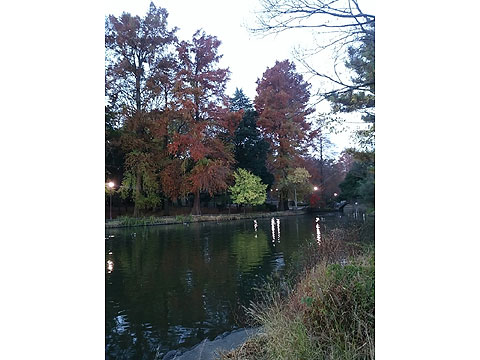 現地土地写真 石神井公園