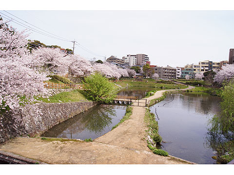 その他共用部　春の平尾大池