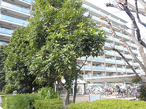 現地外観写真 外観