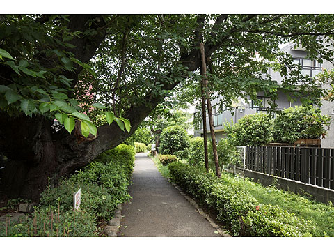 現地外観写真　緑道側からの外観