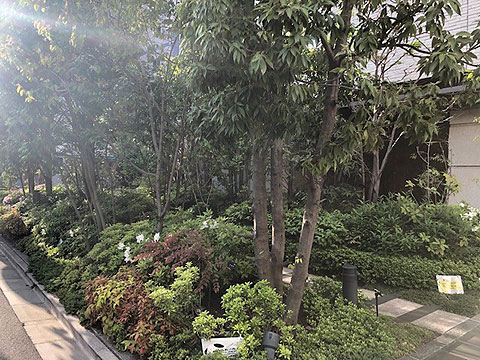 その他共用部 植栽2