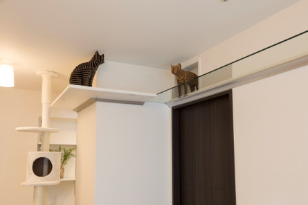 キャットウォーク